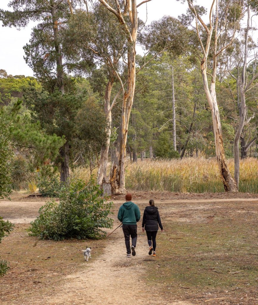 Pet-friendly hiking on a dirt trail through native gum trees in Creswick Regional Park, Goldfields Victoria.